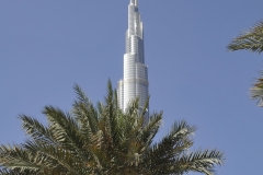 Q3_19_02-Palmblñtter